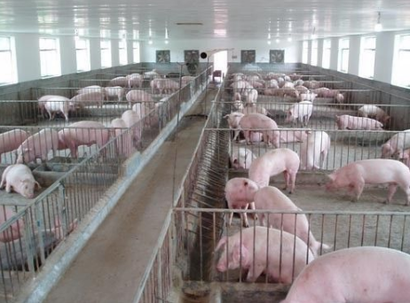 辽宁抚顺县技术指导员指导养殖户科学养猪