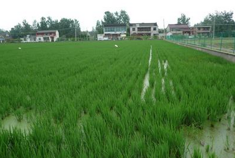 湖北广水：通过典型带动稻田综合种养蓬勃发展