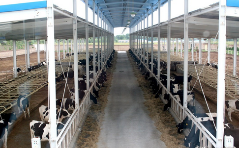 河北定州推进 “粮改饲”试点项目，规模奶牛场将饲喂全株玉米青贮饲料
