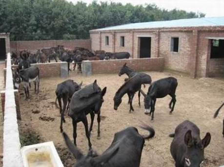 山东济南：“驴驹养殖险”助力贫困户精准扶贫