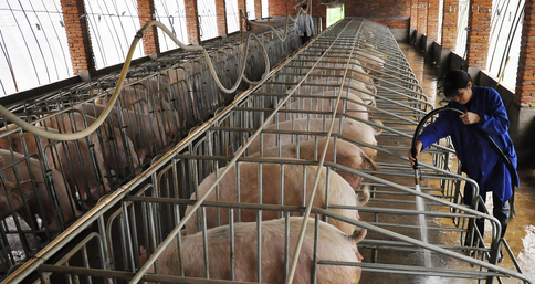 重庆黔江区建立120家生态养猪场