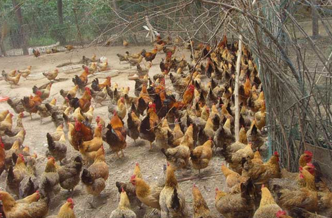 云南寻甸县：发展山地鸡养殖，开拓产业扶贫之路