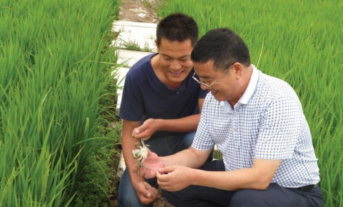 陕西韩城市2017年计划推广稻蟹生态种养殖500亩