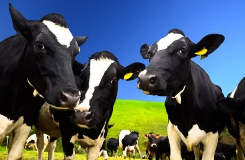 北京延庆区畜牧业减量提质效果明显，奶牛存栏1.10万头