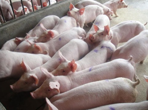 温氏1.4亿生猪养殖场项目落户辽宁高屯
