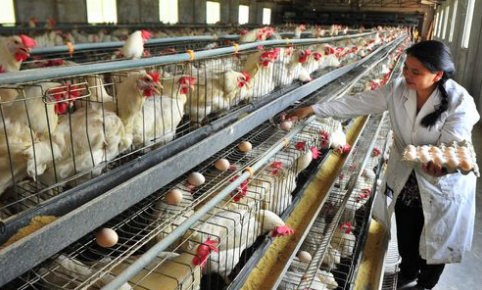 辽宁启动蛋鸡养殖和目标价格保险试点工作，助推蛋鸡产业发展
