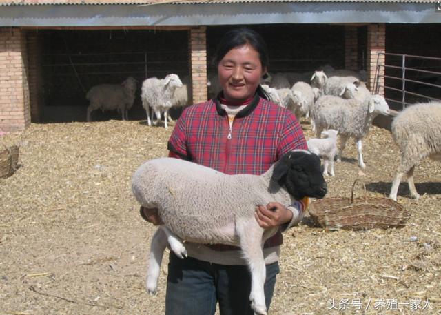养羊一线经验28年总结一线实用技术羊场管理细则！