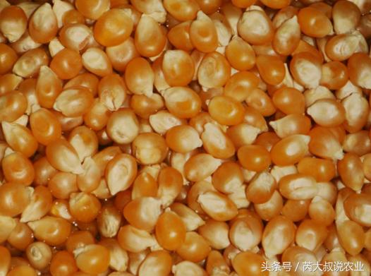 农村三招辨别新陈玉米种子，非常好使！