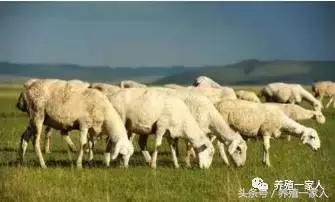 2017年羊价将会大涨，养羊人，这一年......