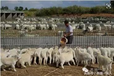 2017年羊价将会大涨，养羊人，这一年......