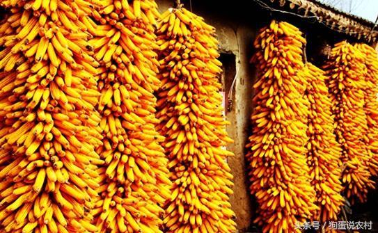 2017年的第一天，你那里的玉米还好吗？国内各地玉米价格