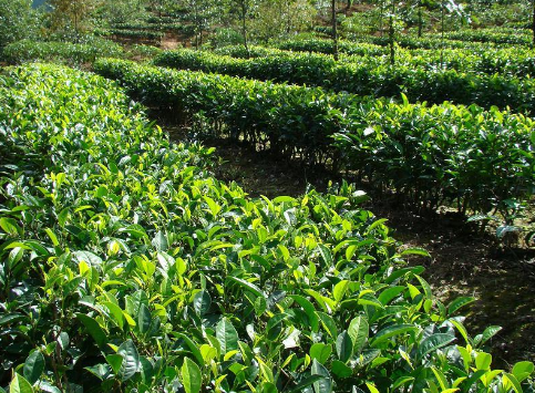 贵州普安：茶叶种植标准化示范区通过考核验收