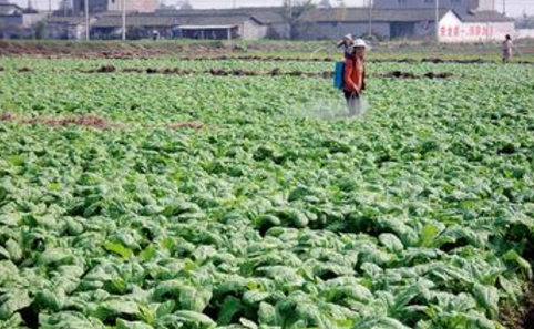 河南湖滨区引导菜农大力发展反季节蔬菜种植