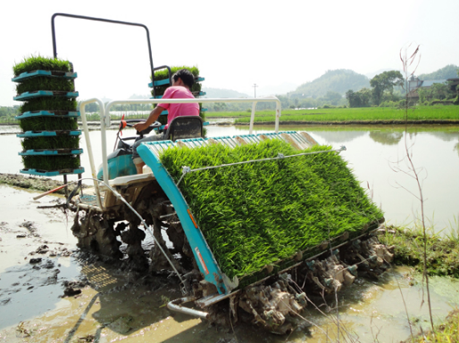 湖南澧县：机械插秧成为水稻绿色生产首选