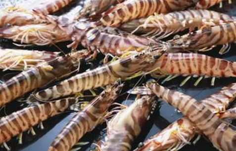 印尼养殖虾行业呈上升势头，多数用于出口