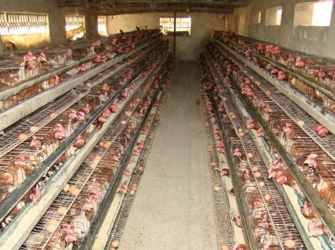 江苏盐城：三家农业部畜禽养殖标准化示范场顺利通过验收