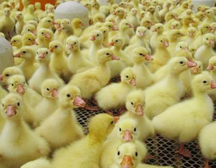辽宁：葫芦岛连山区发放鹅雏近10万只，两千余户农民养起“扶贫鹅”