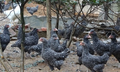 新疆新和县发展芦花鸡庭院养殖，促进农民增收致富