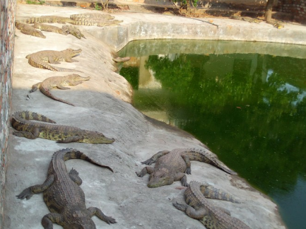 江西南昌一养殖场逃出五条鳄鱼，至今还有1条未找到