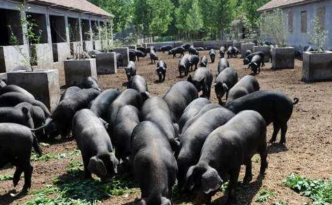 首农集团北京黑猪养殖基地“花落”张家口