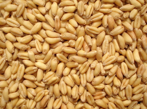 厦门海沧口岸首次进口散装小麦