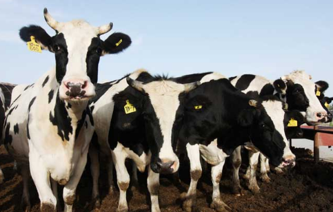 海南省到2020年将新增3家奶牛养殖基地