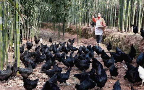 赤水乌骨鸡产业成为贵州省赤水市农民致富支柱产业