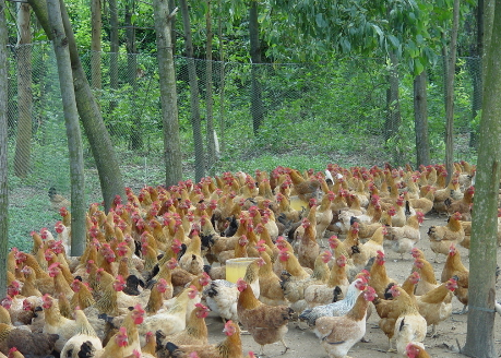 湖南石门县组织家禽饲养专家为养殖户开展技能培训