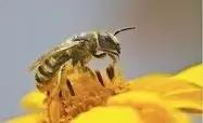 蜜蜂如果消失，人类竟然只能活四年？
