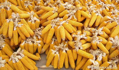 注意了，明年以下五种农民将得不到玉米生产者补贴！