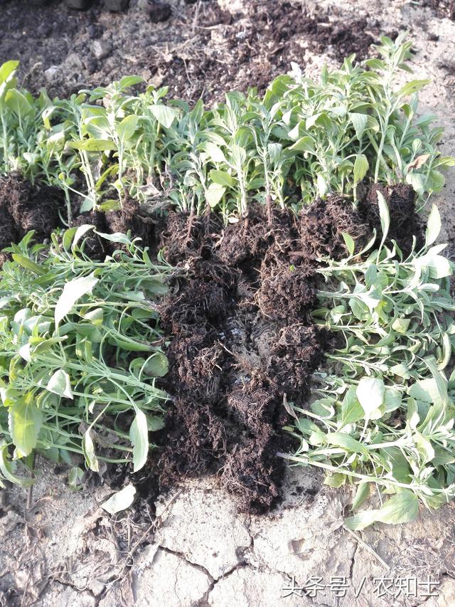 辨别泥炭土（用于栽花种菜育苗）优劣的简便方法和相应标准