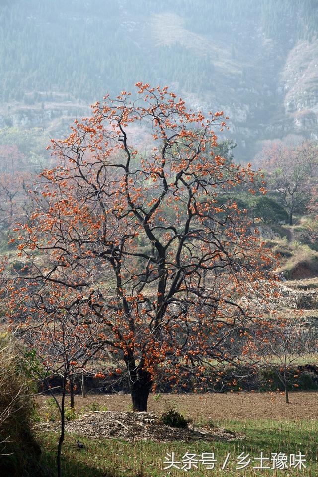 家乡的老柿树，曾是农村人的馋嘴食，如今烂在树上都没人吃！