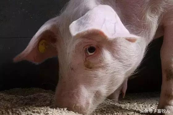 养殖户应对猪病的管理四原则