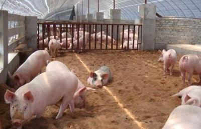 猪场养殖：创造一个有利于猪群生长发育的环境