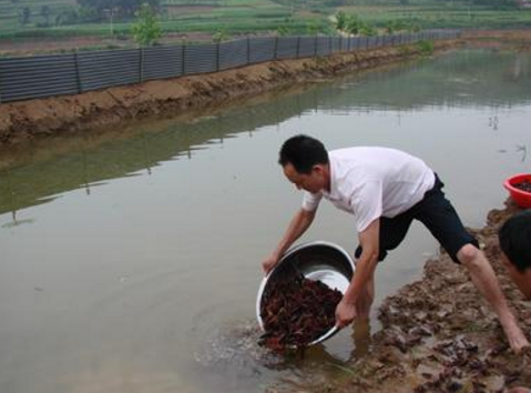 小龙虾养殖项目正式落户四川苍溪县