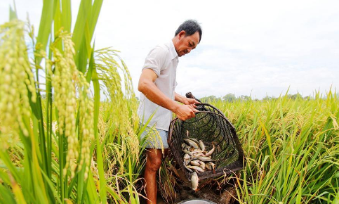 湖南郴州：“禾花鱼”养殖为农户增收242万元