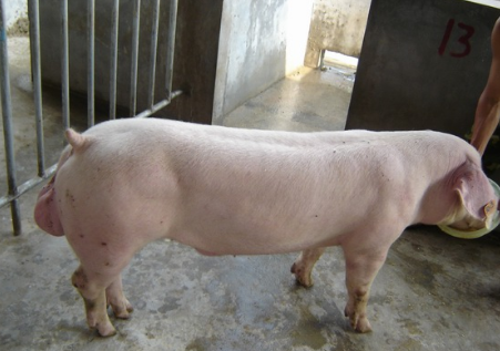 西北最大种猪场首批900头种猪顺利入场