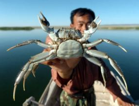 江苏宜兴：500公斤新疆螃蟹“爬上”香港餐桌