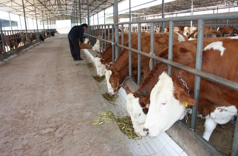 海南肉牛年缺口超20万头，重点打造东中部肉牛养殖区