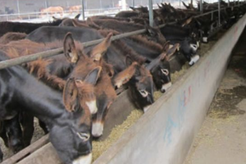山东聊城：建设规模化养驴场107家，肉驴存栏约4.5万余头