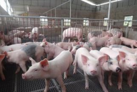 四川广安市举办生猪健康养殖技术培训会