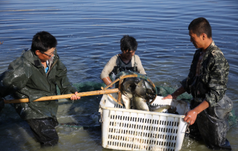 重庆巫溪：首次引进松浦镜鲤流水养殖获得成功