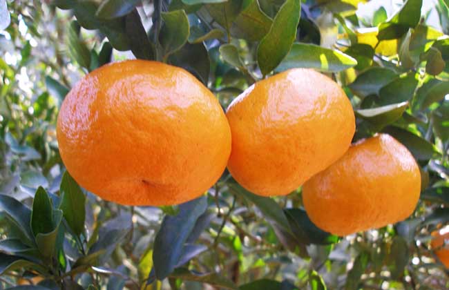 柑橘的产地分布 柑橘的产地条件须知