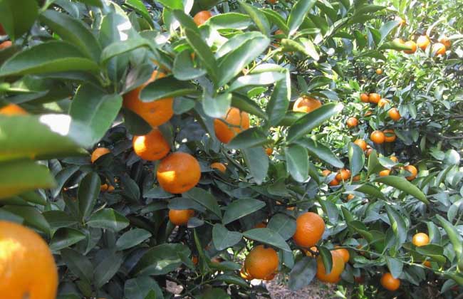 柑橘的病虫害防治技术 柑橘的病虫害防治方法