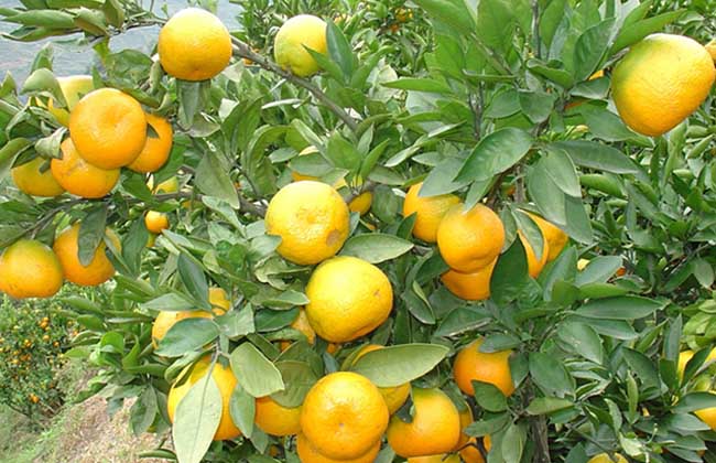 柑橘的病虫害防治技术