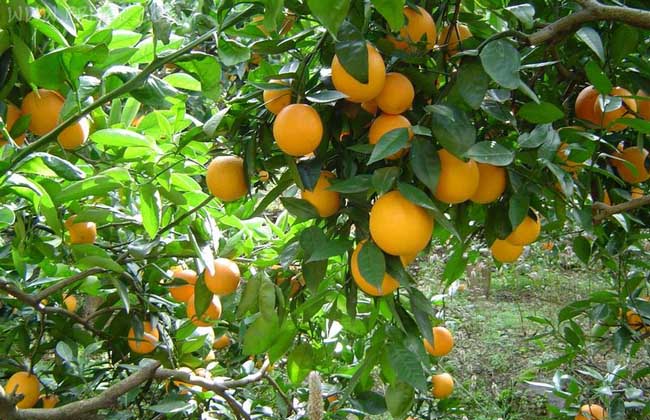 柑橘的病虫害防治技术
