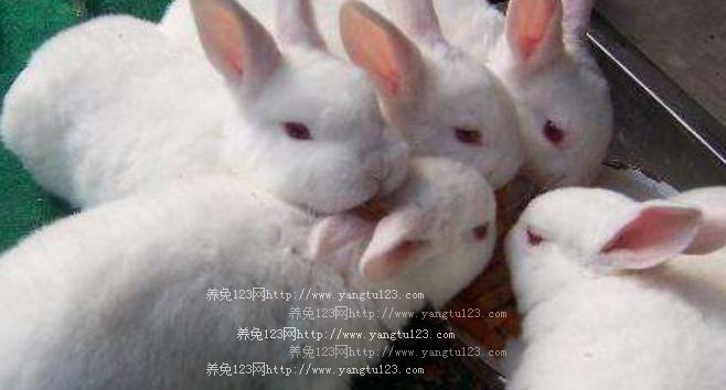 冬季养兔注意事项：冬季养兔需注意哪些？