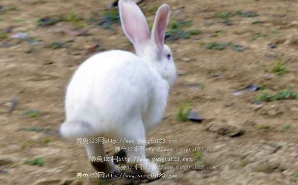 母兔配种最佳时间：母兔的发情有哪些特征？