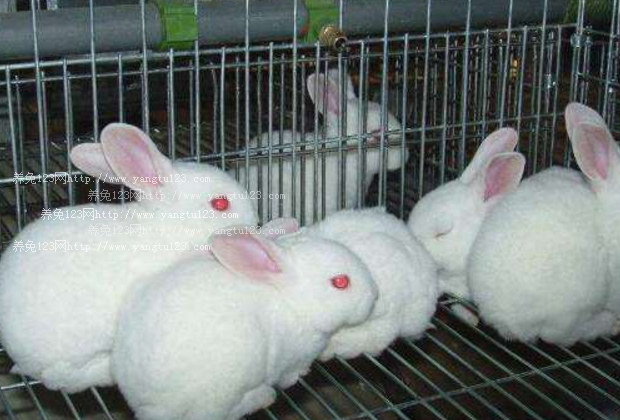 养殖户在养兔的时候有哪些禁忌？养兔的十五条“大忌”