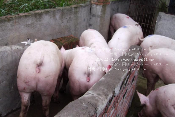 湖南株州：加强安全生产督查 促进生猪屠宰企业健康发展